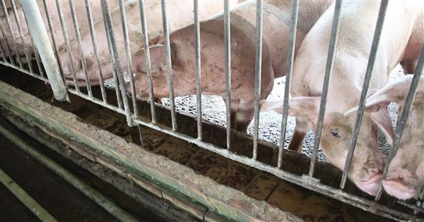 拚返非洲豬瘟非疫區 農業部預定115年2月底申請