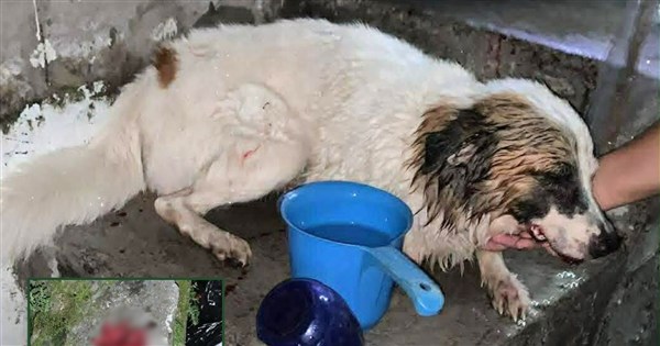 菲律賓土狗遭割舌引公憤 社福部長懸賞5萬元緝凶