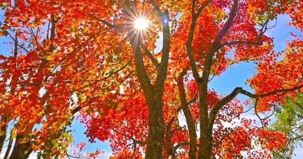 阿里山清晨結霜 攝影達人:進入最佳賞楓時刻