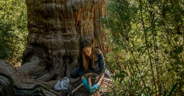 真菌網絡年封存百億噸碳 獲環境諾貝爾獎肯定