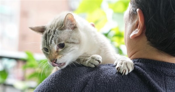Human Medicine for Dogs and Cats: Ministry of Agriculture States Implementation Won't Be Rushed If Impractical