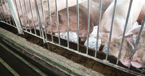 シンガポールが台湾産豚肉の輸入を再開 童振源：食の安全と貿易の相互信頼がアップグレード