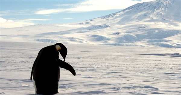Antarctic Sea Ice Accelerates Melting; IUCN Reclassifies Emperor Penguins as Endangered