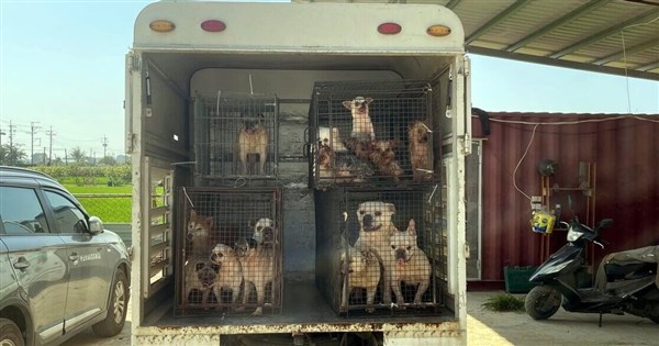 嘉縣黑心繁殖狗場10犬疑遭割聲帶　飼主裁罰送辦