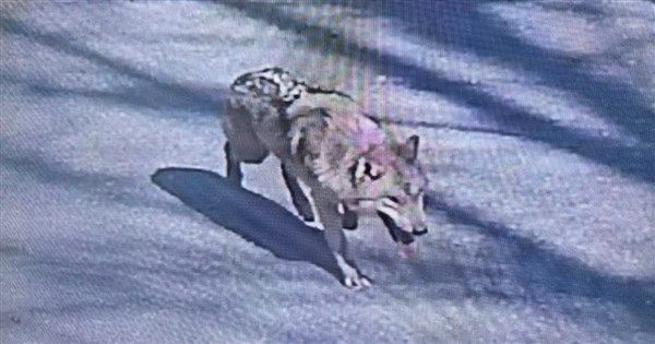 公狼逃出韓國動物園已逍遙3天　迷因幣誕生李在明關心