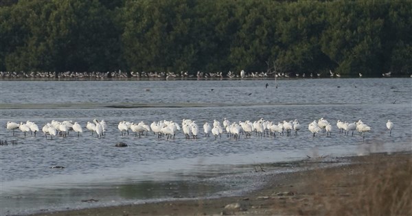 2026年台湾のクロツラヘラサギは4719羽、世界全体の61%を占め過去最高を更新