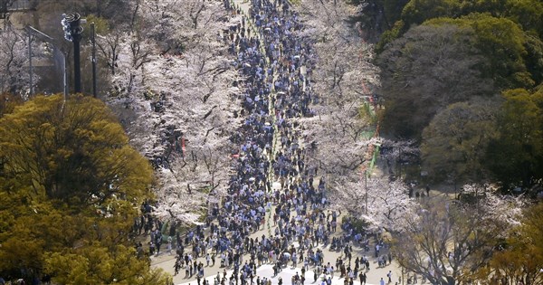 Cherry Trees Fall in Various Parts of Japan; Tokyo and Fukuoka Dispatch Tree Doctors for Inspection