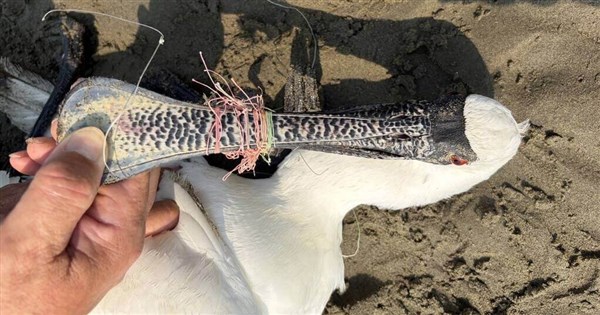 くちばしと脚に釣り糸が絡まる クロツラヘラサギが北上の途中で後龍の海岸に倒れ死す
