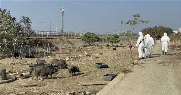 嘉義県新港郷の養豚業者が違法な生ごみ飼育で勧告に従わず、346万ドルの重罰