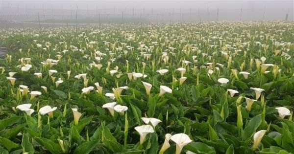 台北市陽明山のカイウが見頃に　最も美しい瞬間を楽しんで