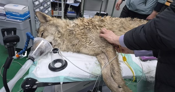 Escaped Wolf Captured After 9-Day Manhunt in South Korea, Involving Hundreds of Police