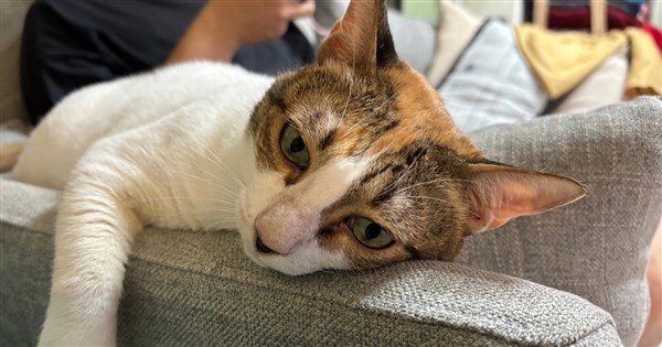 農業部調査：台湾で飼い猫の数が174万匹に達し、初めて飼い犬の数を上回る