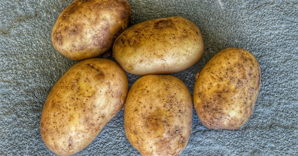 Executive Yuan: Potato Import Standards Unchanged; Excessive Solanine Leads to Return or Destruction