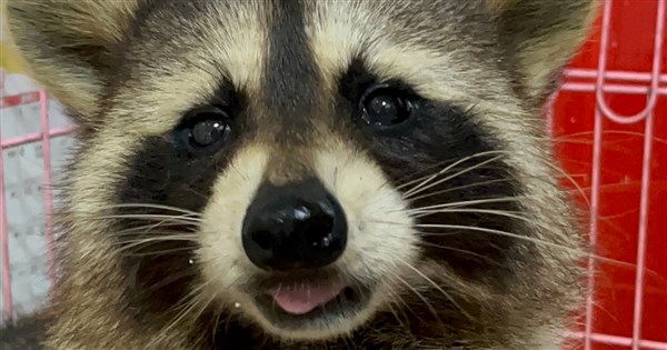 アライグマなどの飼い主は来年4月末までに登録義務 違反者には最高25万台湾元の罰金