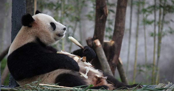 中美新一輪大貓熊保育合作　平平、福雙將赴美10年