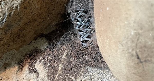 台北市立動物園有鼠 園方：第一時間已處理