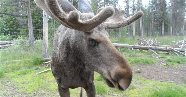 Spring in Sweden: Chasing Moose, Slow TV's 3-Week Live Wilderness Migration is Super Therapeutic