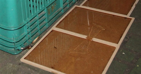 Experts Call for Environmental Cleaning as Primary Rodent Control, Advise Against Baits at Home