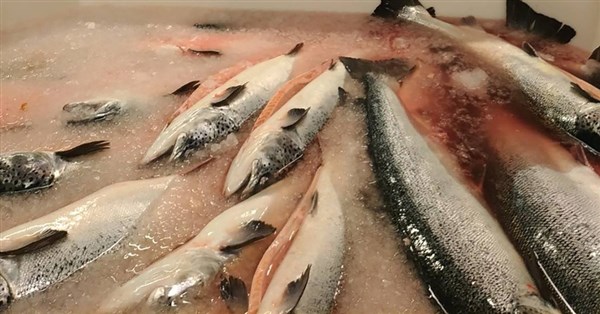 研究、ノルウェーのサーモン養殖汚染は深刻　豪州全人口の未処理排水に相当と指摘