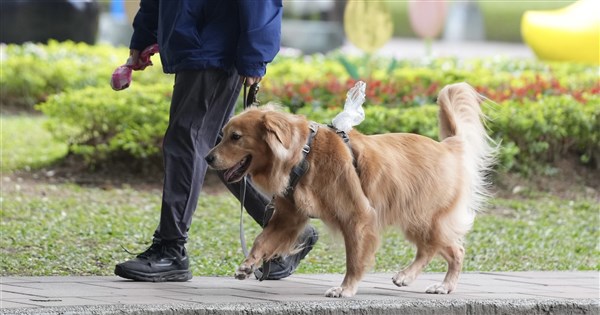 ペットの殺鼠剤誤食リスクと対策