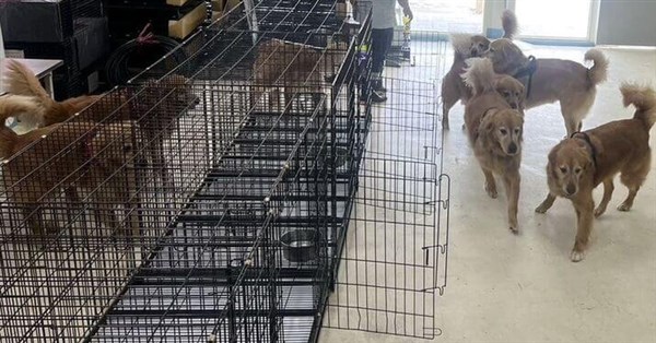 寵物餐廳犬隻遭不當管教 立委籲提高虐待動物刑責