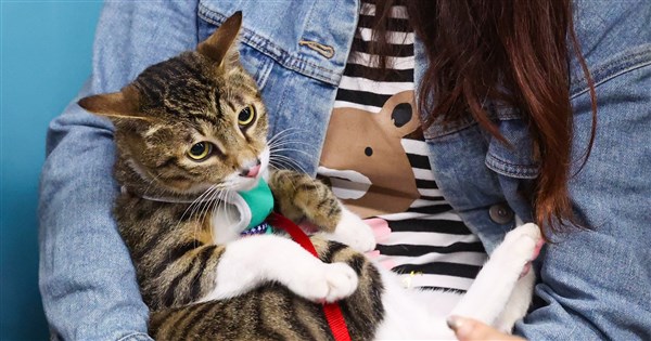 CNN：台湾の飼い猫数が初めて飼い犬を上回る 東アジアで猫派が拡大