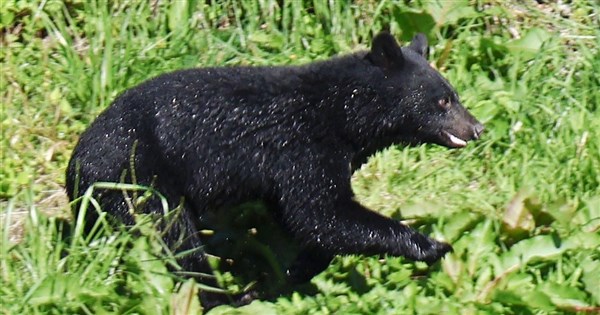 日本で昨年度1万4000頭のクマを捕獲、99％超を殺処分
