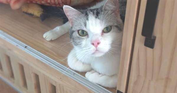 台北市の高級マンションが「猫アパート」に 動物保護処の調査で62匹の猫を発見