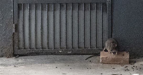 Rat Prevention Master Application Criticized for Excluding Old Apartments; Taipei City Cites Prioritization of Management Committees