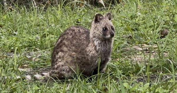ジャコウネコの初発見、翡翠ダム管理局「保護活動の成果の象徴」