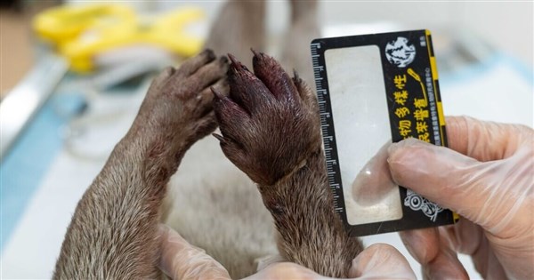 金門でカワウソがブルーピーコック捕獲用の罠にかかり死亡、県政府が設置場所を再点検へ