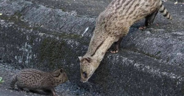 麝香猫が翡翠水庫で初確認、子猫を連れた姿が撮影される