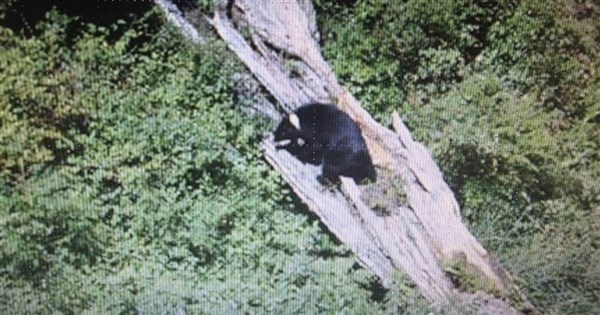 Human-Bear Conflicts Persist in Japan; Taiwan Looks to Lessons Learned