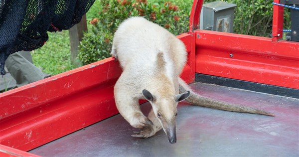 小食蟻獸「黑妞」失蹤第7天 北市動物園：找到了