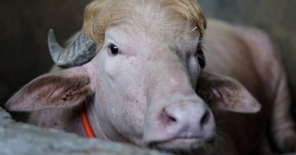 Buffalo Resembling Trump Goes Viral in Bangladesh, Saved from Sacrifice