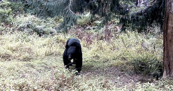 阿里山で台湾クロクマが相次いで目撃、安定した個体群の生息を示唆