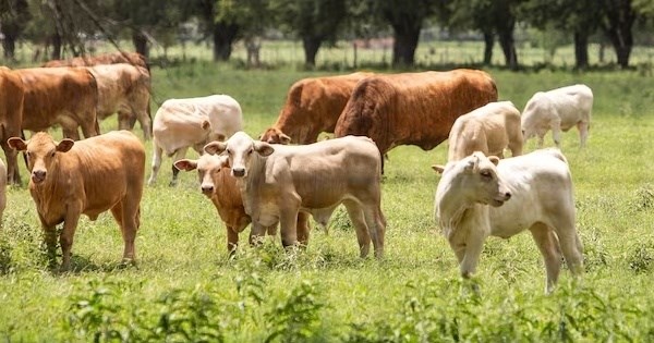 米国、60年ぶりに牛のスクリューワーム寄生確認 畜産業への打撃懸念