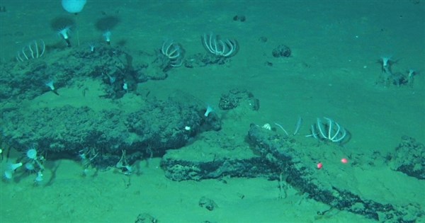 オーストラリア近海で世界最大のクジラの墓場を発見、530万年前の化石も