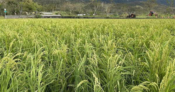豪雨による農業損失が3276万新台湾元に　一期作の水稻が700万超の被害で最も深刻