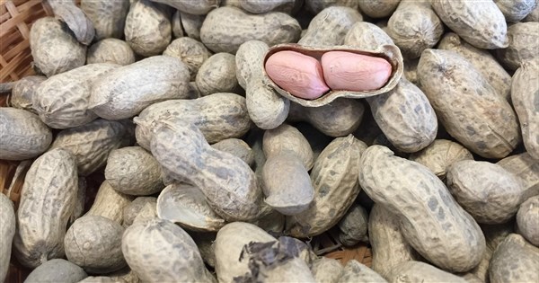 豪雨による農業損失が6756万円に　落花生が1500万円で最多