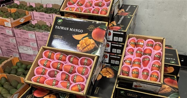 陳駿季：115年芒果外銷成長 未來有機會銷歐盟27國