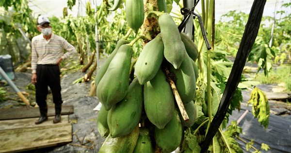 Heavy Rainfall Causes NT$31.31 Million in Agricultural Losses Over Two Days
