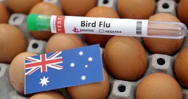 H5N1首現澳洲本土海鳥 禽流感病毒擴散進入新階段
