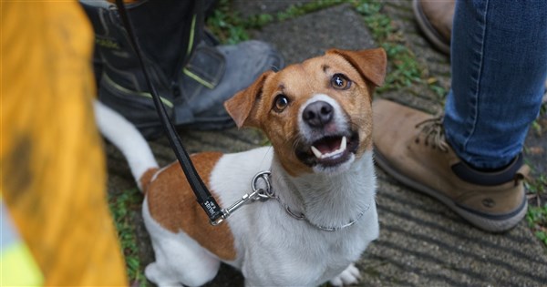 搜救犬Wilson死因爭議 劉世芳促花蓮速查死因公布