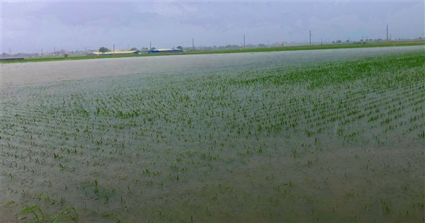 農業部:豪雨農損累計破億元 嘉縣損失4177萬最慘 農業部:豪雨農損累計破億元 嘉縣損失4177萬最慘