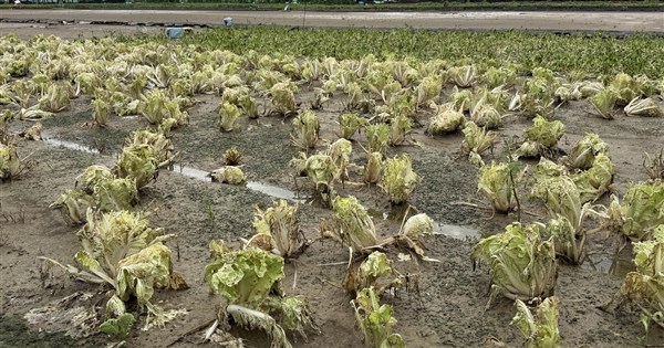 8月下旬豪雨農損累計2.8億元 木瓜受害最嚴重 8月下旬豪雨農損累計2.8億元 木瓜受害最嚴重