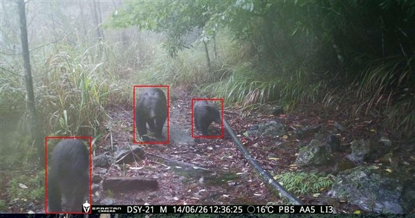 黑熊野放追蹤紀錄首公開 與人距離比想像更近阻斷食物連結降風險 黑熊野放追蹤紀錄首公開 與人距離比想像更近阻斷食物連結降風險