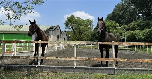 開箱國家免疫馬匹畜牧場 「護國公務員」以血救千命