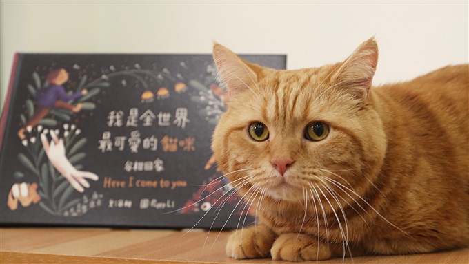 忘掉那些黑黑的、痛痛的秘密 谷柑：我是有愛的貓咪