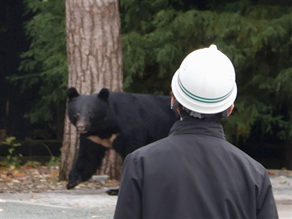 日本熊襲事件頻傳 今年熊大量出沒在哪裡?遇到怎麼辦?QA一次看